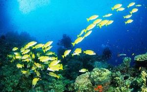 barrier_reef