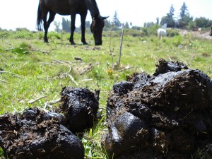 horse_shit