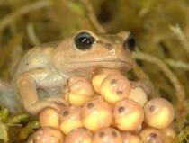 Froggie went a courtin'