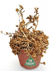 Not so much Green, as brown… and dead.