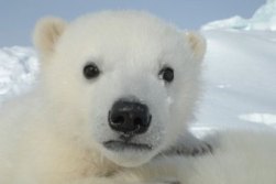 You're killing me with your addition to fossil fuels